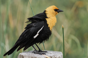 Yellow-headed blackbird (Xanthocephalus xanthocephalus)