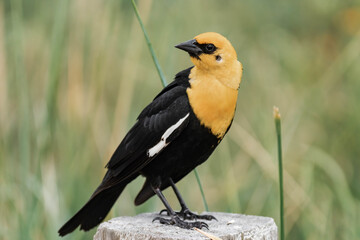 Yellow-headed blackbird (Xanthocephalus xanthocephalus)