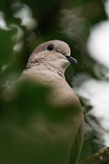 Eurasian collared dove (Streptopelia decaocto), often simply just collared dove in British Columbia, Canada.