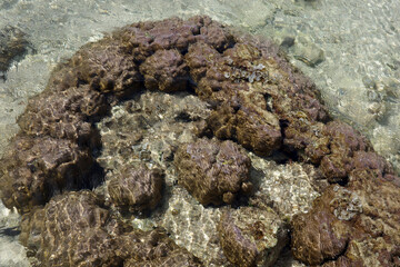 珊瑚（読谷村）