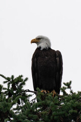 Adult bald eagle sitting on top of a tree.