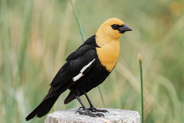 Yellow-headed blackbird (Xanthocephalus xanthocephalus)