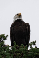 Adult bald eagle sitting on top of a tree.