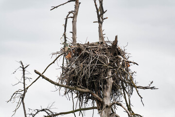 Bald eagle nest on top of a tree.