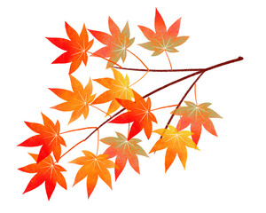 秋　色とりどりのモミジの枝　カラフル