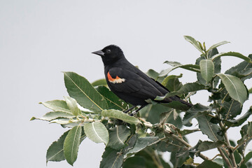 Male red-winged blackbird (Agelaius phoeniceus) in British Columbia, Canada.	