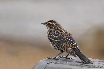 Fototapeta premium Female red-winged blackbird (Agelaius phoeniceus)
