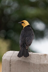 Yellow-headed blackbird (Xanthocephalus xanthocephalus)