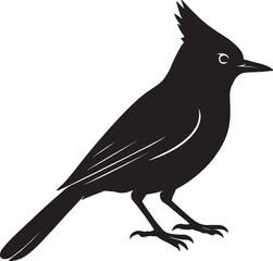 Obraz premium Silhouette of a Stellers Jay Bird Standing Profile