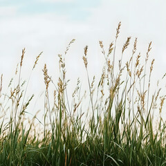 A white sugar cane blossom sways under a vibrant summer sky