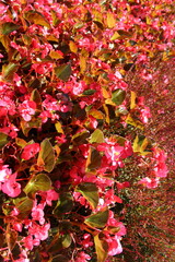 red flowers in the garden