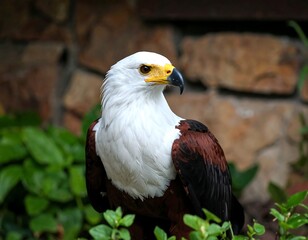 Obraz premium Close-up of an eagle with a focused gaze