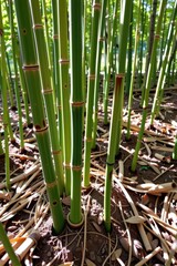 Dense bamboo shoots emerge from rich earth, sunlight dappling through the vibrant green stalks in a lush forest scene, texture, vegetation, growth