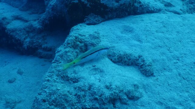 red mullets fish searching and eating food underwater ocean scenery of fish behaviour