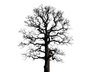 Tall Black Leafless Dead Tree with Branches, Isolated on White Background