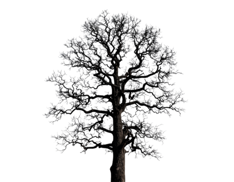 Tall Black Leafless Dead Tree with Branches, Isolated on White Background