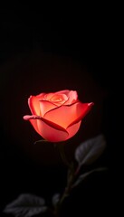 Radiant Rose: Delicate Beauty Emerging From the Shadows With Grace