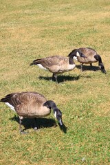 Canada goose（カナダ雁）