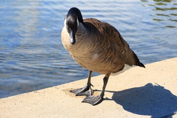 Canada goose（カナダ雁）