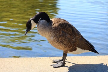 Canada goose（カナダ雁）