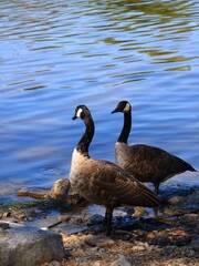 Canada goose（カナダ雁）