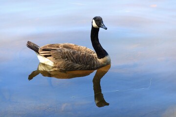 Canada goose（カナダ雁）