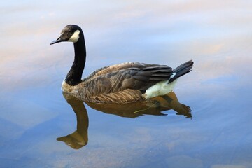 Canada goose（カナダ雁）