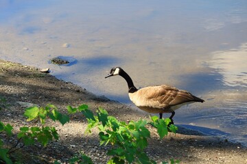 Canada goose（カナダ雁）