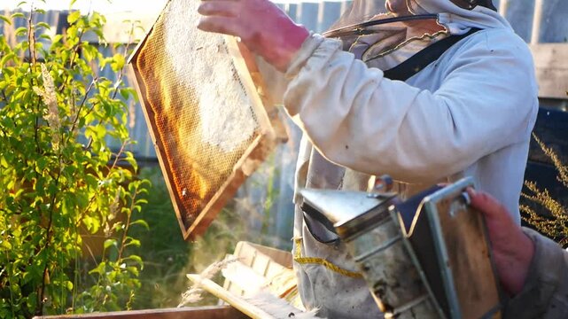 A beekeeper in protective clothing inspects frames with honeycombs, using a smoker and a brush to calm the bees. Video for agriculture, beekeeping, honey production, organic products
