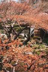 Red Leaves at Koishikawa Korakuen in Tokyo, Japan