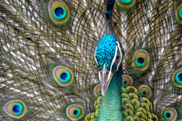 A vibrant peacock displaying its iridescent blue feathers and stunning tail adorned with eye-like...
