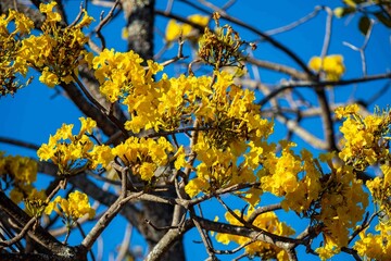 Wonderful and contrasting Brazilian yellow ipê flower Handroanthus albus, Bignoniaceae, which blooms in the months of August and September