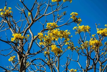 Wonderful and contrasting Brazilian yellow ipê flower Handroanthus albus, Bignoniaceae, which blooms in the months of August and September