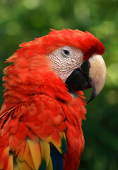 Chiapas, Mexico. Scarlet macaw - Ara macao. Also called the red-and-yellow macaw, red-and-blue macaw or red-breasted macaw. Close up portrait. Bokeh background.