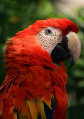 Obraz premium Chiapas, Mexico. Scarlet macaw - Ara macao. Also called the red-and-yellow macaw, red-and-blue macaw or red-breasted macaw. Close up portrait. Bokeh background.