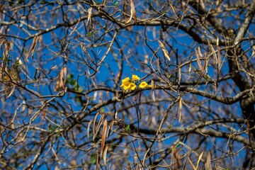 Wonderful and contrasting Brazilian yellow ipê flower Handroanthus albus, Bignoniaceae, which blooms in the months of August and September