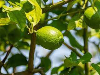 生育中の若いレモン
