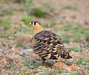 Male Painted Sandgrouse in rocky Indian terrain