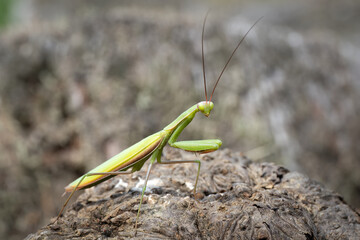 Close-up of a praying mantis (Mantis religiosa), Dourbes, Belgium