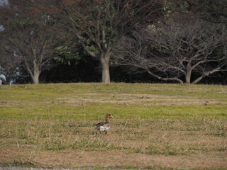 公園でえさをついばむ鳥