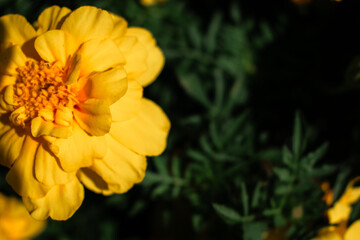 Vibrant yellow marigold flowers in full bloom with layered golden petals and green feathery foliage. Sunlit garden scene highlighting warm colors, lush texture, and natural beauty.