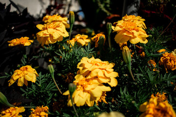 Vibrant yellow marigold flowers in full bloom with layered golden petals and green feathery foliage. Sunlit garden scene highlighting warm colors, lush texture, and natural beauty.
