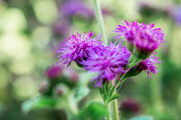 Clusters of vibrant purple floss flowers with dark green leaves and subtle red blooms in the background. Sunlight enhances the rich colors, soft textures, and natural garden depth.