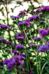 Clusters of vibrant purple floss flowers with dark green leaves and subtle red blooms in the background. Sunlight enhances the rich colors, soft textures, and natural garden depth.