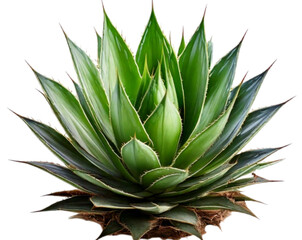 Fototapeta premium Young Agave Sisalana Succulent wi th Fresh Green Foliage Isolated PNG