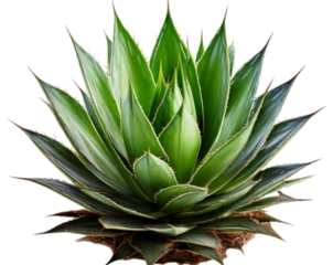  Young Agave Sisalana Succulent wi th Fresh Green Foliage Isolated PNG