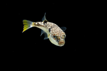 Grass puffer (Takifugu alboplumbeus) juvenile, TL:15mm