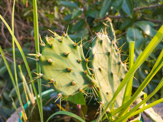 Close-Up of Young Green Cactus with Long Sharp Spines