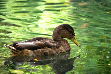Ducks floating on the calm water surface of the pond. Autumn park	
