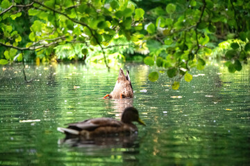 Ducks floating on the calm water surface of the pond. Autumn park	